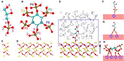 QM/MM Molecular Dynamics Investigation of the Binding of Organic Phosphates to the 100 Diaspore Surface